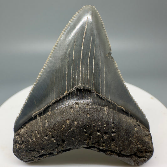 Juvenile, sharply serrated 1.92" Fossil Megalodon Tooth from South Carolina CM4843 - Front