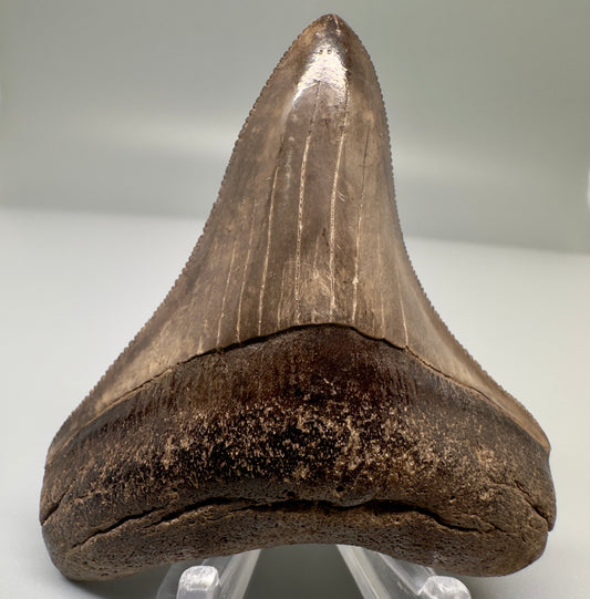 Brown 3.04" Sharply Serrated Megalodon Tooth Fossil - Georgia CM4835 - Front