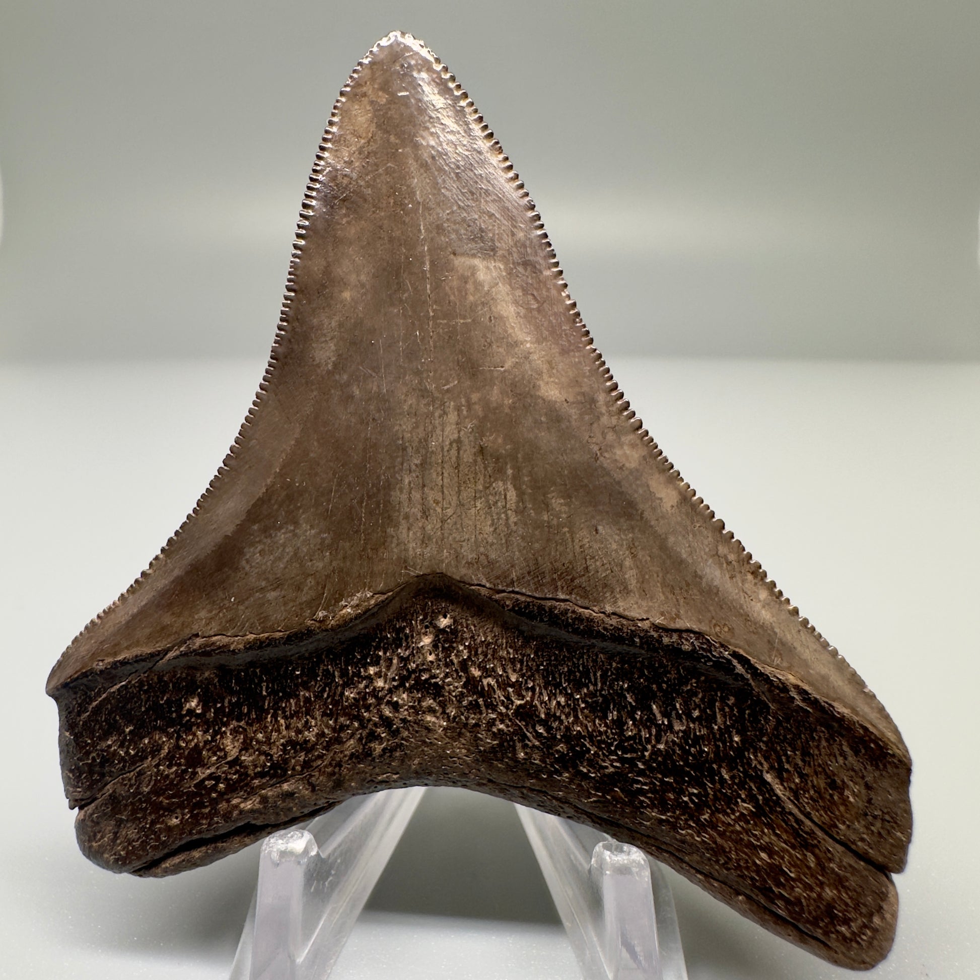 Brown 3.04" Sharply Serrated Megalodon Tooth Fossil - Georgia CM4835 - Back