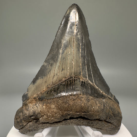 Authentic 2.96" Megalodon Tooth Fossil from Southeastern Georgia: Exquisite Serrated Relic