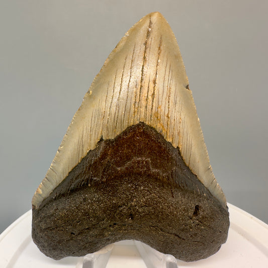 Colorful 3.72" Fossil Megalodon Tooth from North Carolina CM4829 - Front