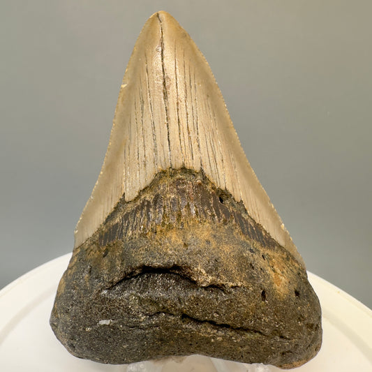 Colorful 3.44" Fossil Megalodon Tooth from North Carolina CM4824 - Front