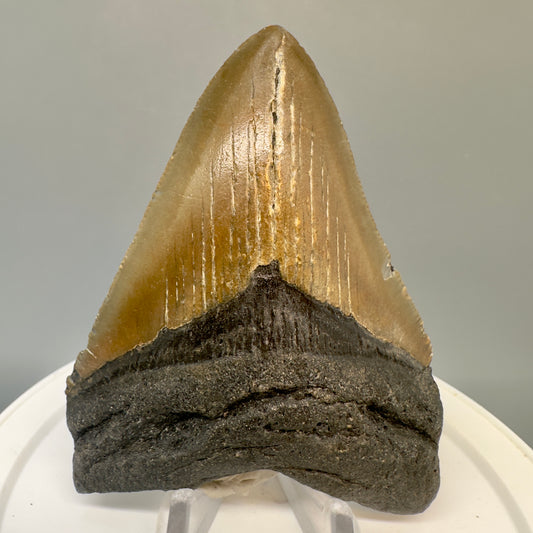 North Carolina  3.64" Fossil Megalodon Tooth CM4827 - Front