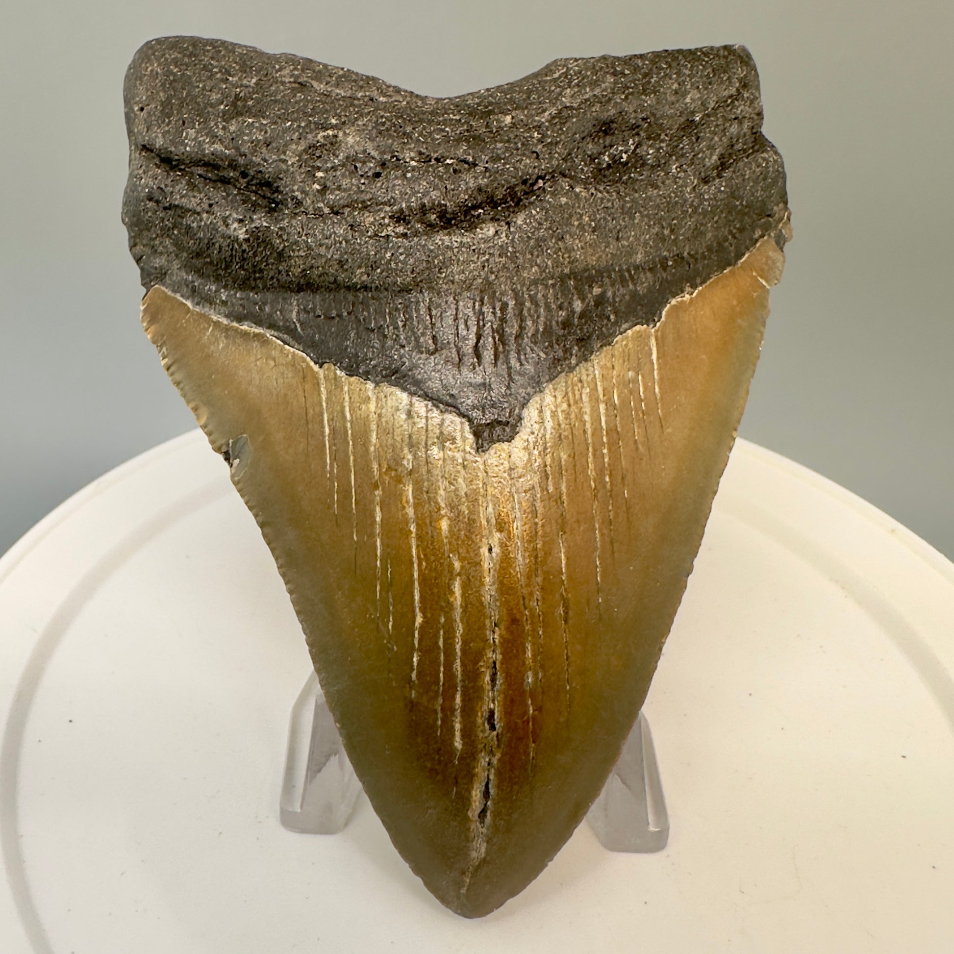 North Carolina  3.64" Fossil Megalodon Tooth CM4827 - Front on stand