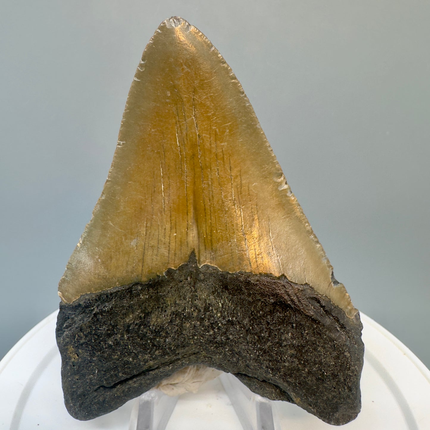 North Carolina  3.64" Fossil Megalodon Tooth CM4827 - Back