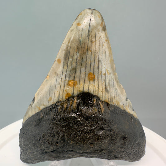 Colorful prints 3.31" Fossil Megalodon Tooth from North Carolina CM4822 - Front