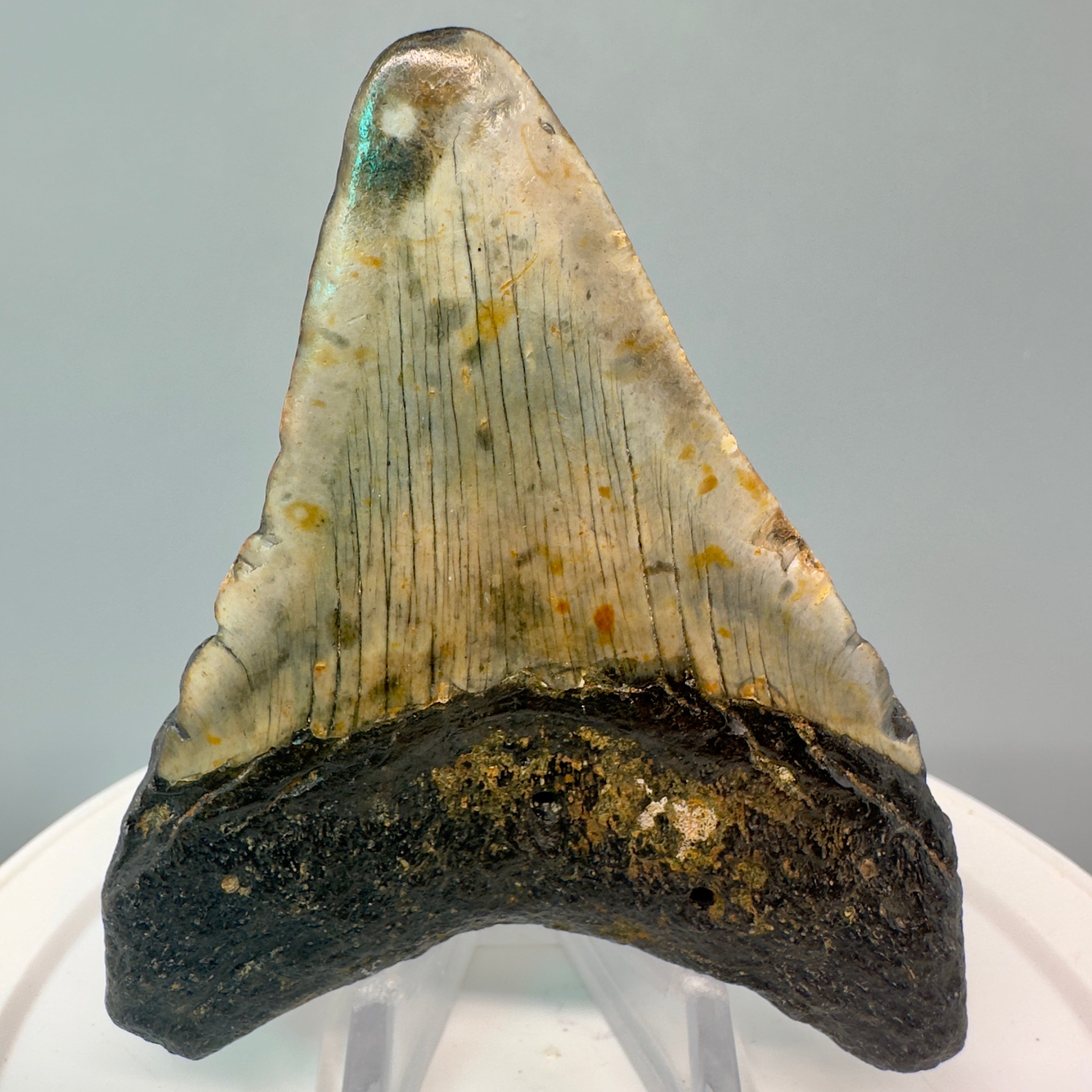 Megalodon Tooth, Shark Tooth, on sale 100% Authentic