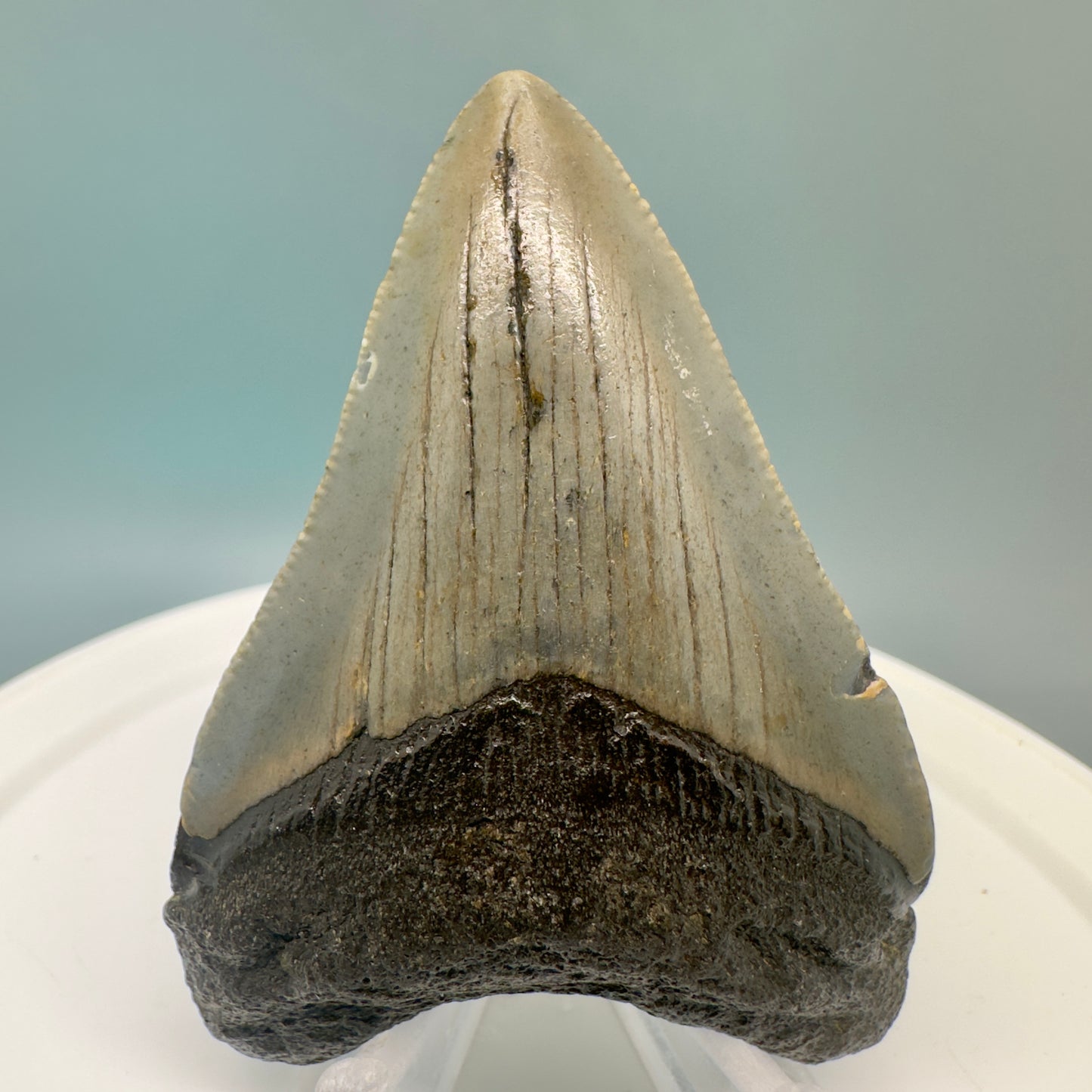 Colorful 2.61" Fossil Megalodon Tooth from North Carolina CM4838 - Front