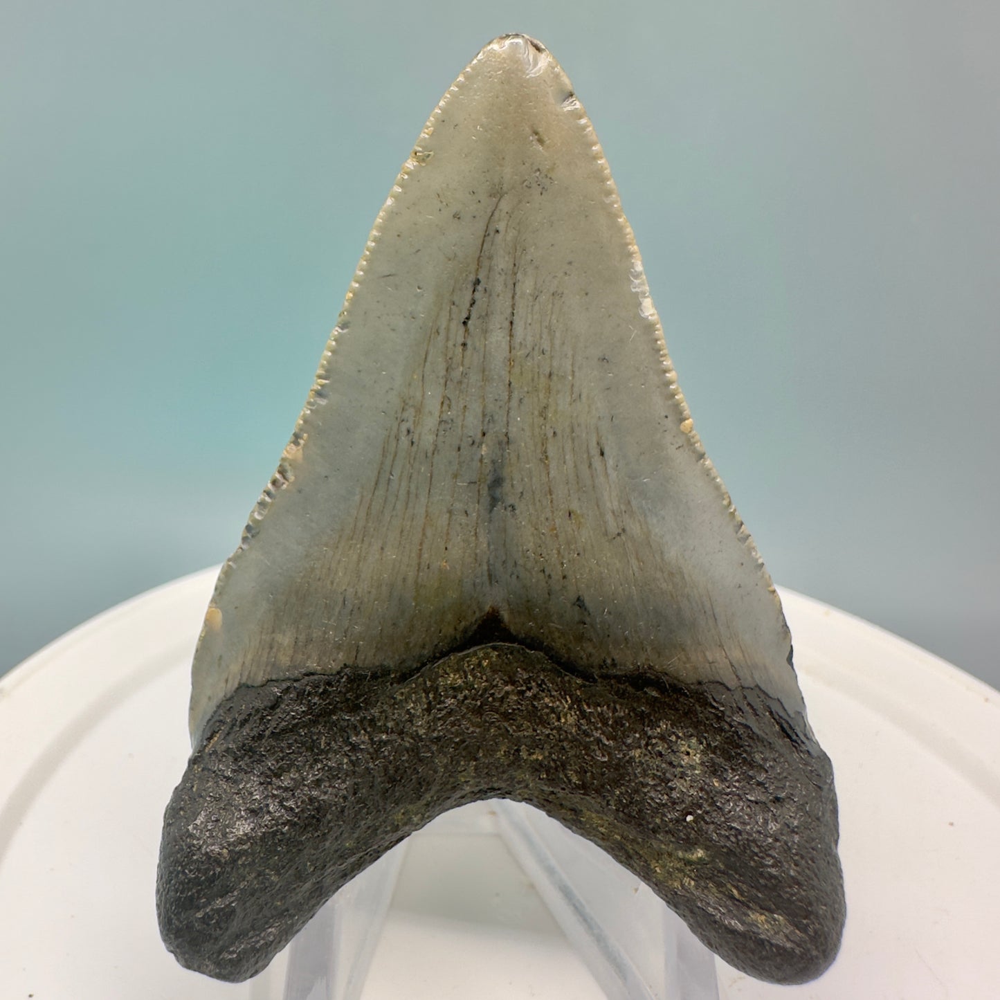 Colorful 2.61" Fossil Megalodon Tooth from North Carolina CM4838 - Back