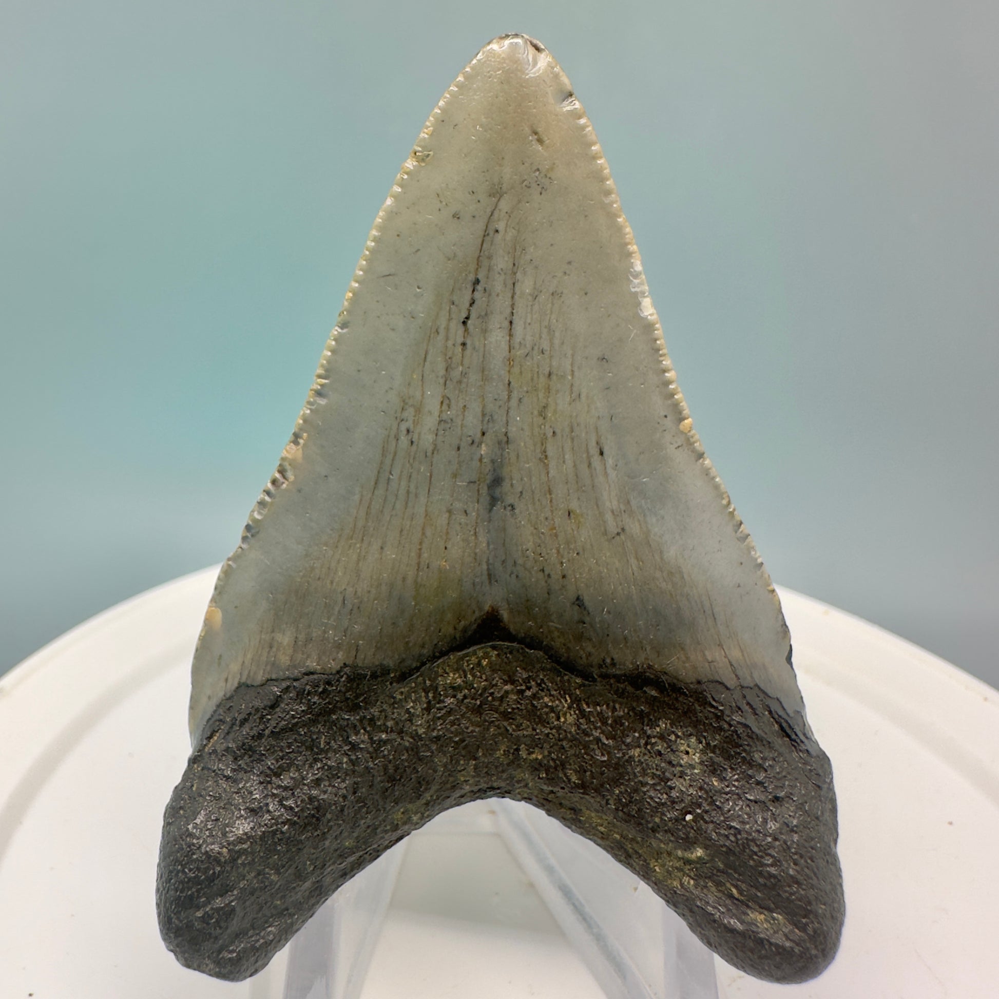 Colorful 2.61" Fossil Megalodon Tooth from North Carolina CM4838 - Back