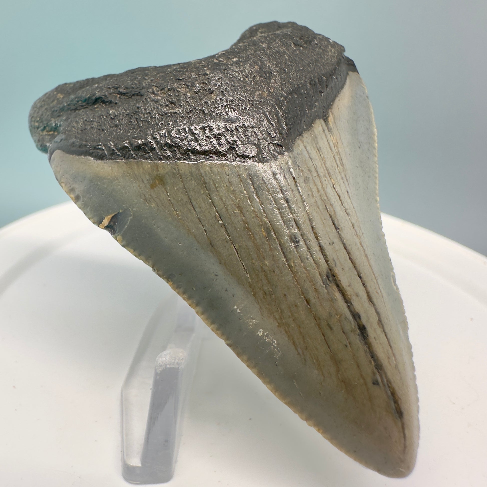 Colorful 2.61" Fossil Megalodon Tooth from North Carolina CM4838 - Front Left