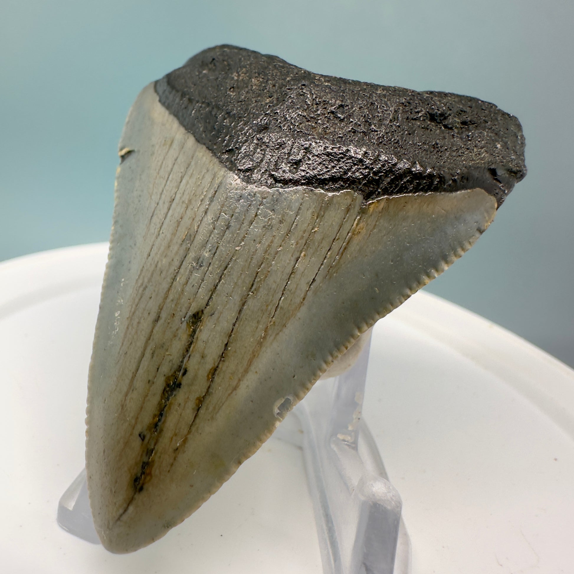 Colorful 2.61" Fossil Megalodon Tooth from North Carolina CM4838 - Front Right