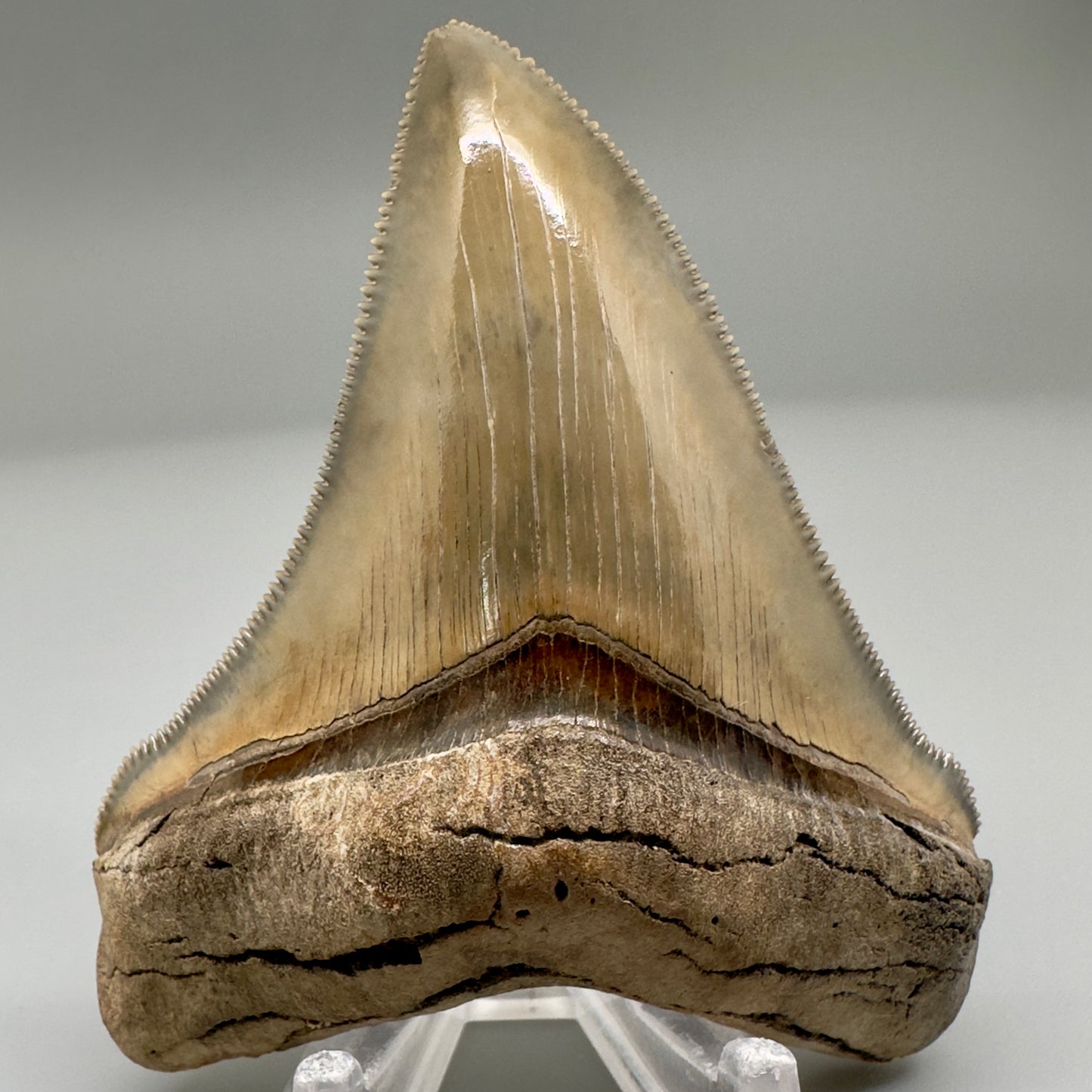 Exquisite 3.05" Chubutensis Tooth from South Carolina - Front