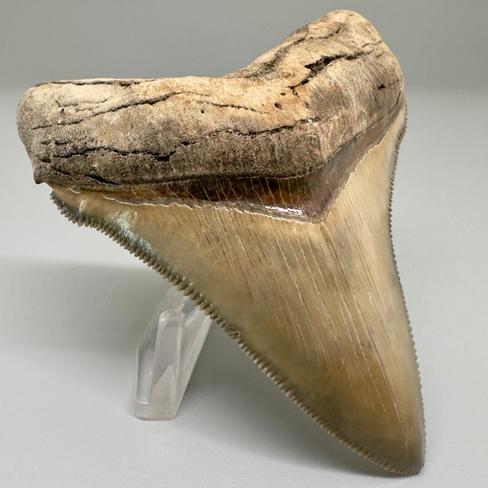 Exquisite 3.05" Chubutensis Tooth from South Carolina - Front Left