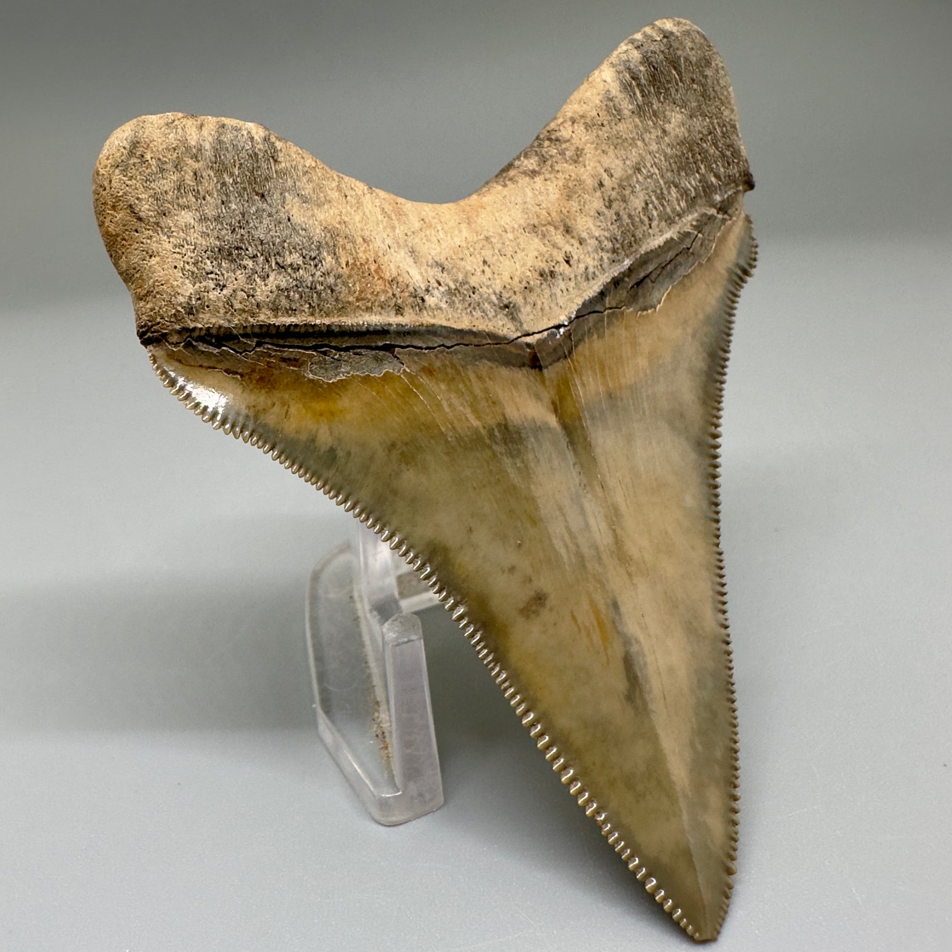 Exquisite 3.05" Chubutensis Tooth from South Carolina - Back Left