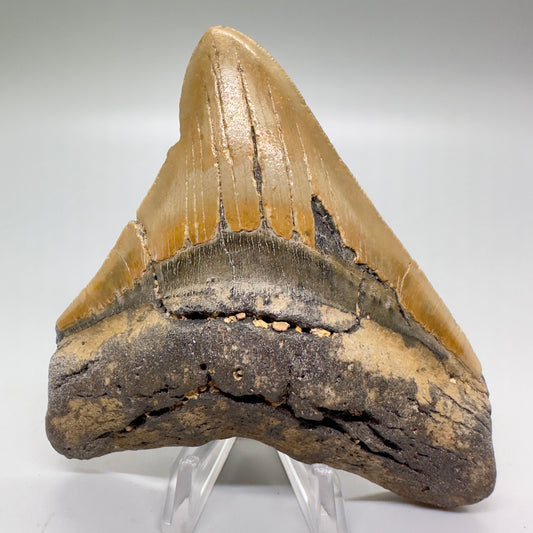 Gold colors 4.26" Fossil Megalodon Tooth from North Carolina CM4705 - Front