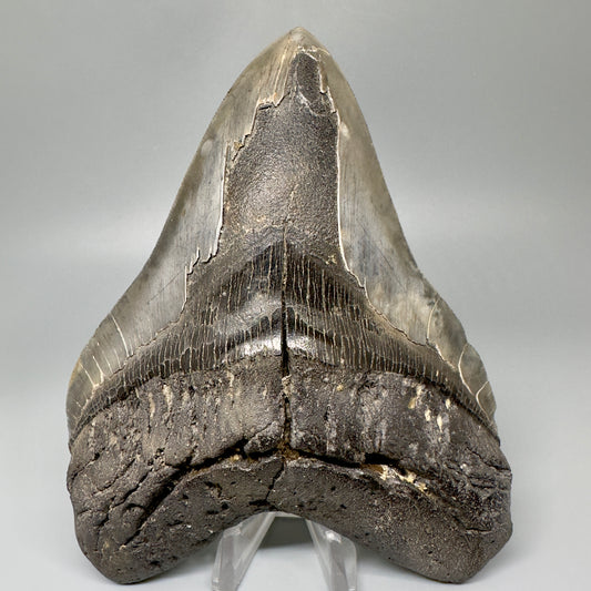 EXTRA LARGE, sharply serrated 6.07" Fossil Megalodon Tooth: South Carolina CM4855 - Front