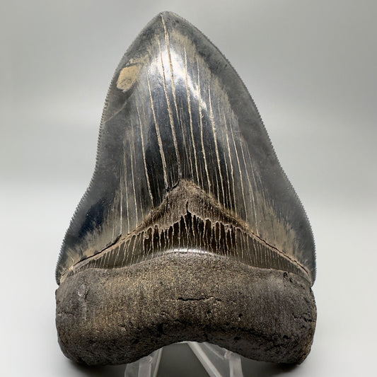 Blue and cream, high quality 4.82" Fossil Megalodon Tooth - South Carolina CM4854 - Front