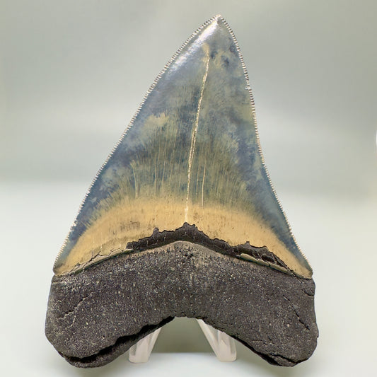 Blue and cream, high quality 4.48" Fossil Megalodon Tooth - South Carolina CM4852 - Back