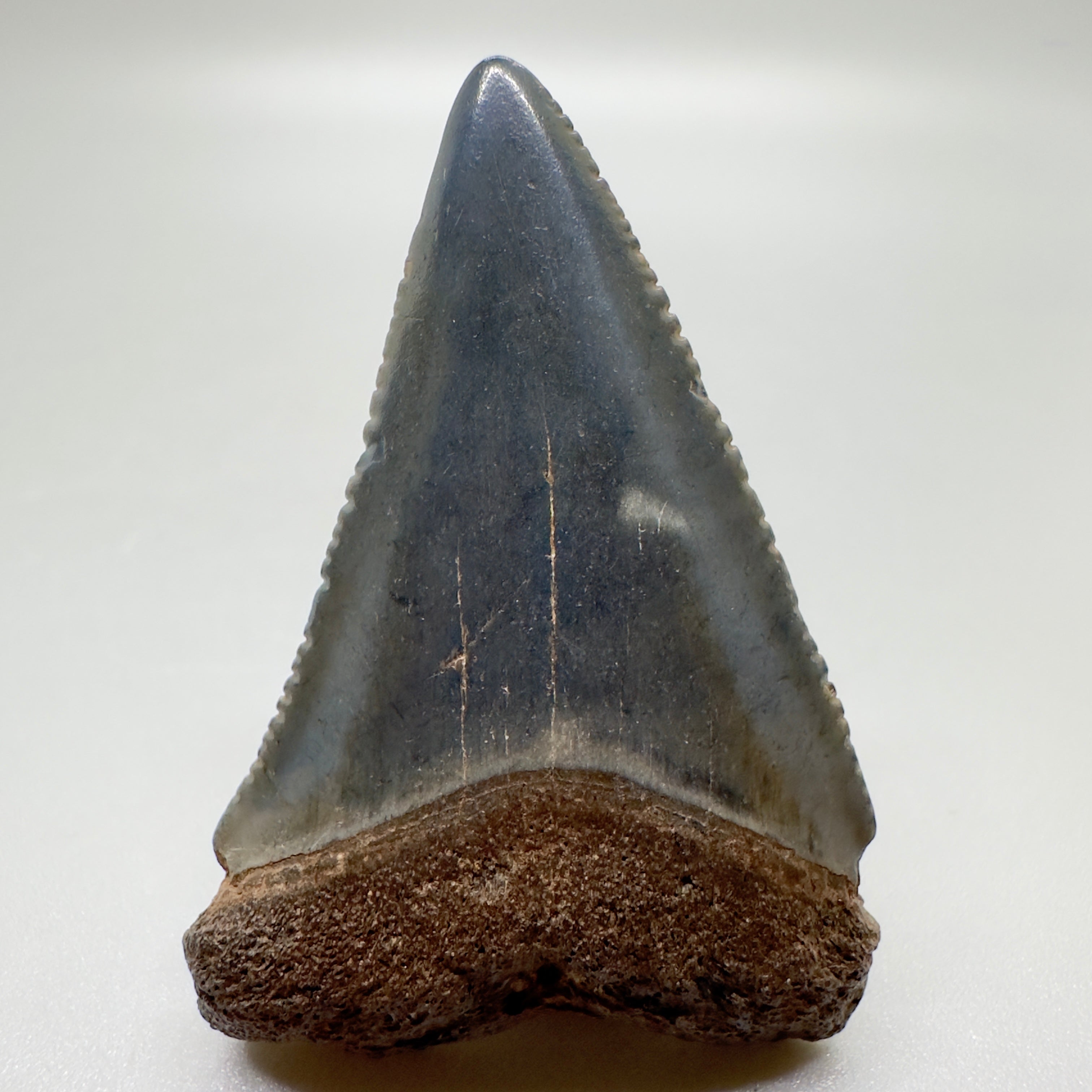 Great White hot Shark Tooth Fossil by ToothlessFossils ~ gwh19