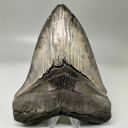 Colorful, sharply serrated 5.61" Fossil Megalodon Tooth from South Carolina CM4870 - Front