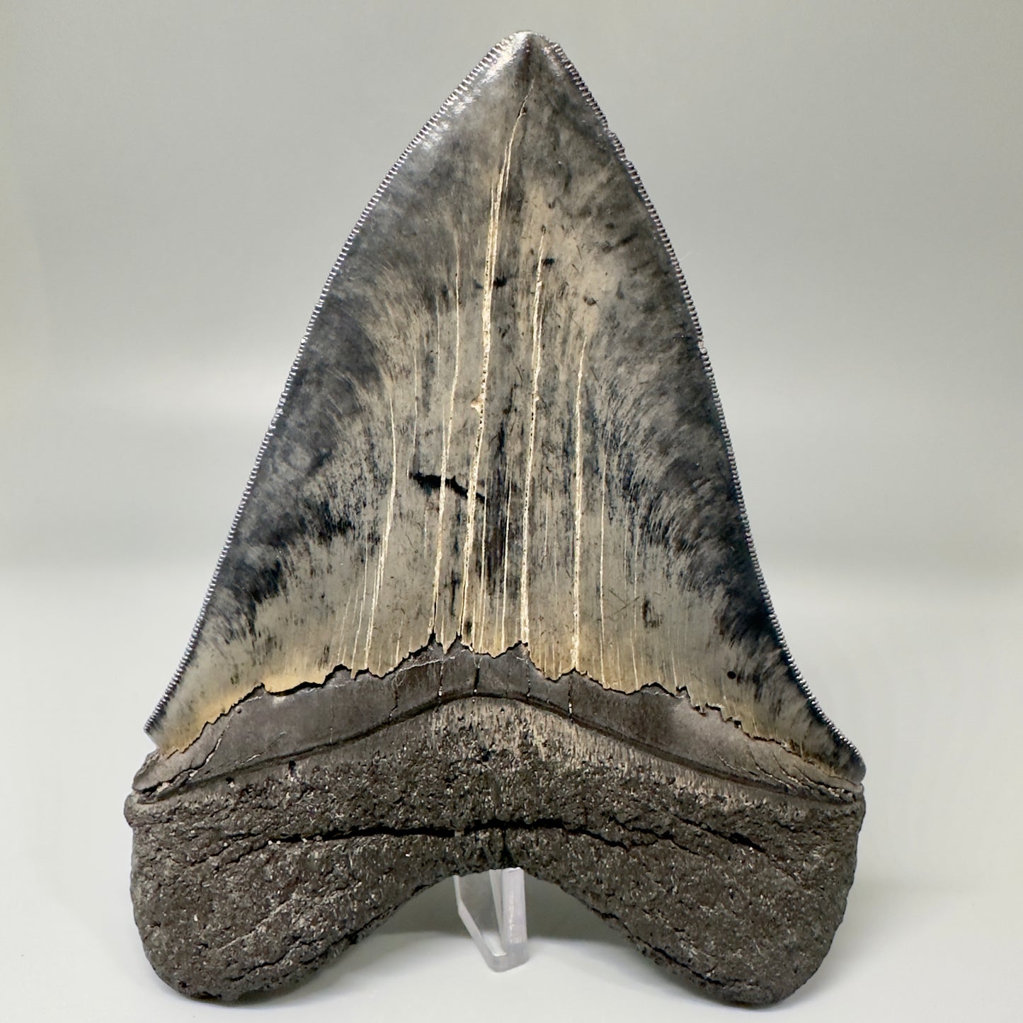 Colorful, sharply serrated 5.61" Fossil Megalodon Tooth from South Carolina CM4870 - Back 