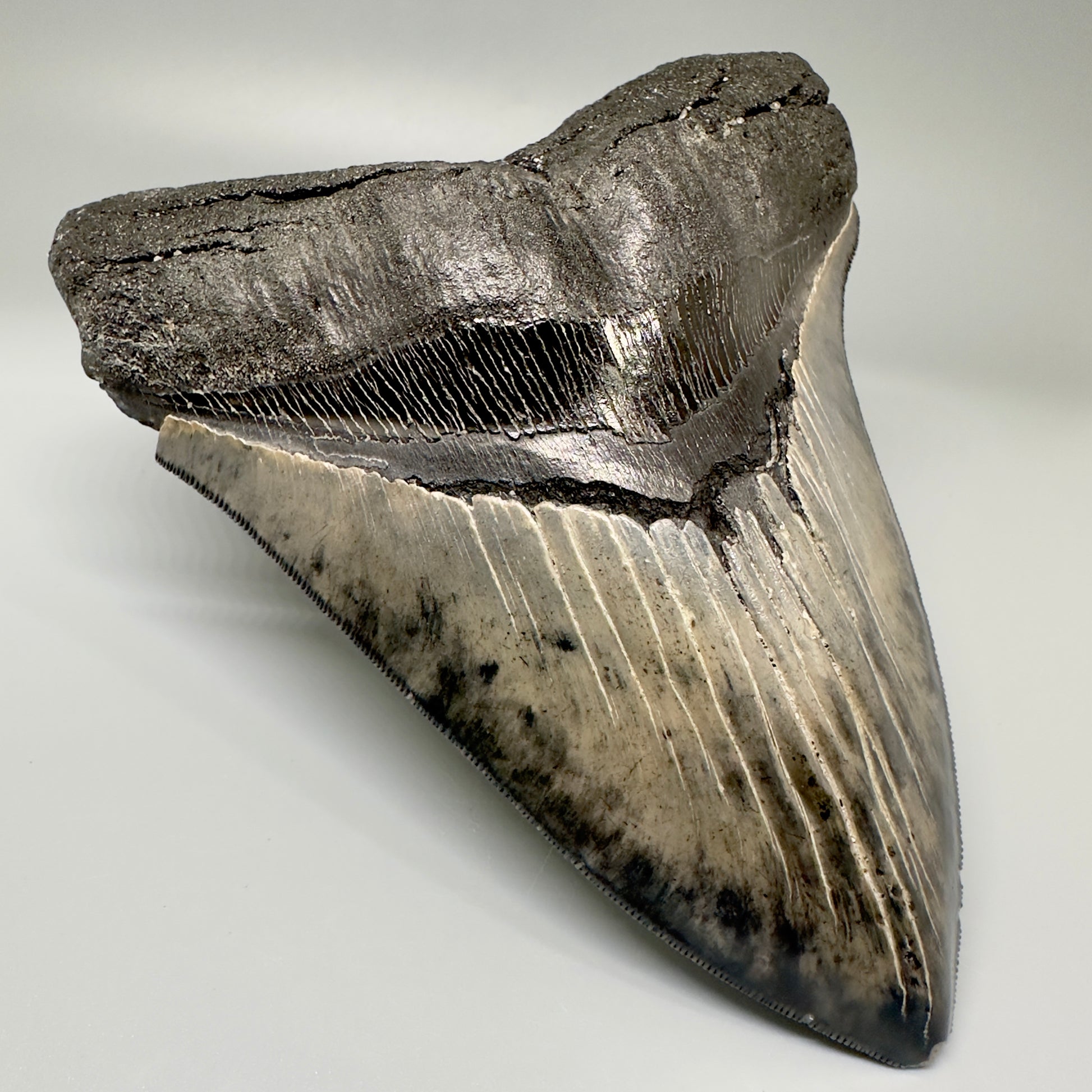 Colorful, sharply serrated 5.61" Fossil Megalodon Tooth from South Carolina CM4870 - Front Left