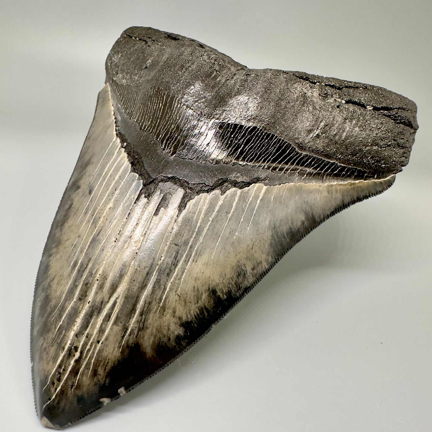 Colorful, sharply serrated 5.61" Fossil Megalodon Tooth from South Carolina CM4870 - Front Right