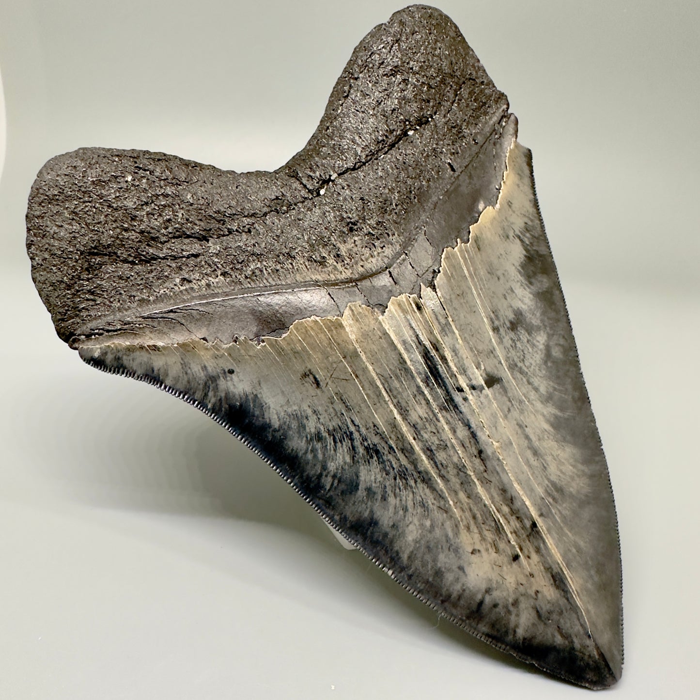 Colorful, sharply serrated 5.61" Fossil Megalodon Tooth from South Carolina CM4870 - Back Left