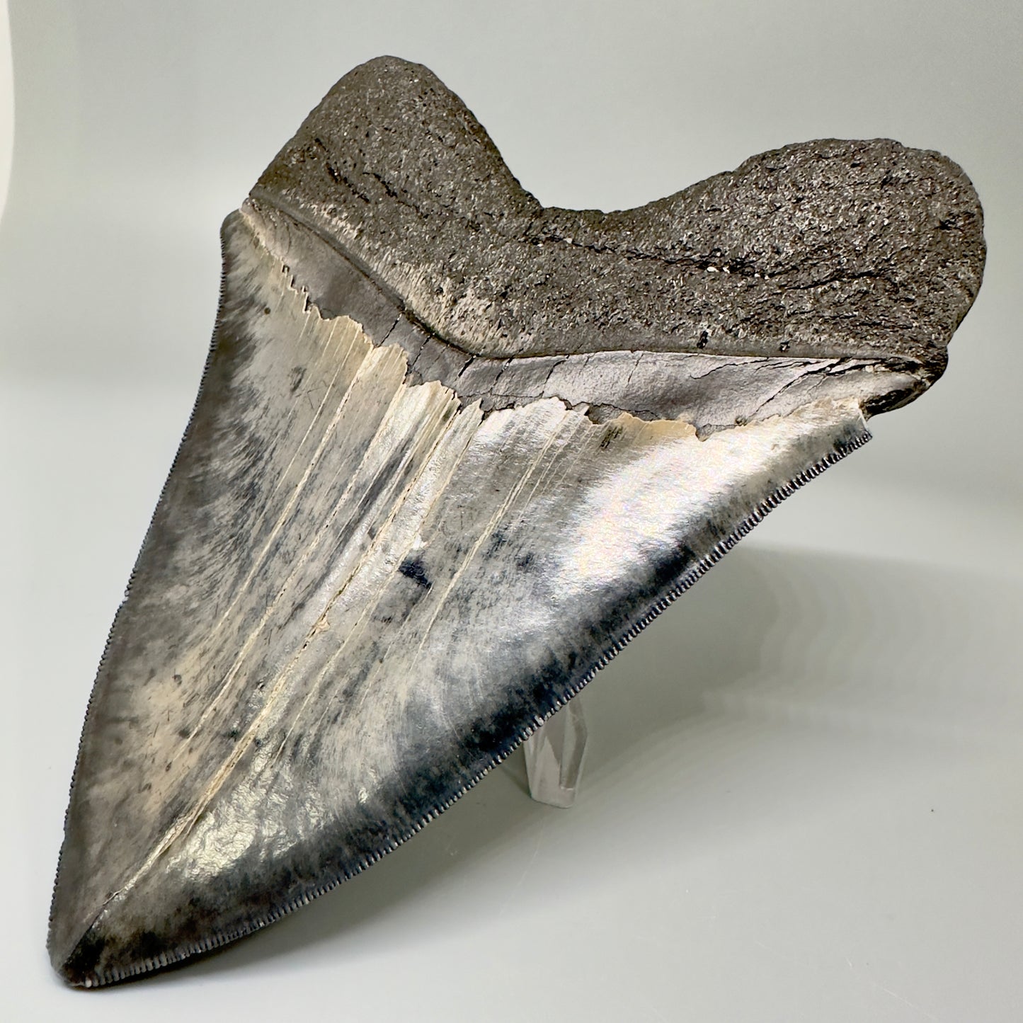 Colorful, sharply serrated 5.61" Fossil Megalodon Tooth from South Carolina CM4870 - Back Right