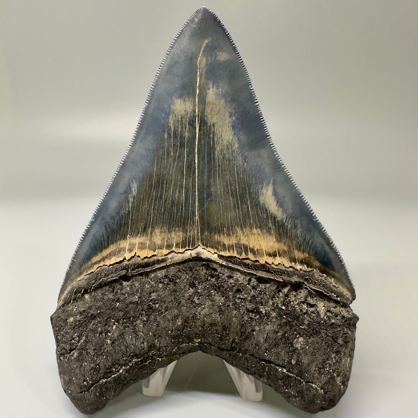 Blue and cream, high quality 4.56" Fossil Megalodon Tooth - South Carolina CM4868 - Back Right