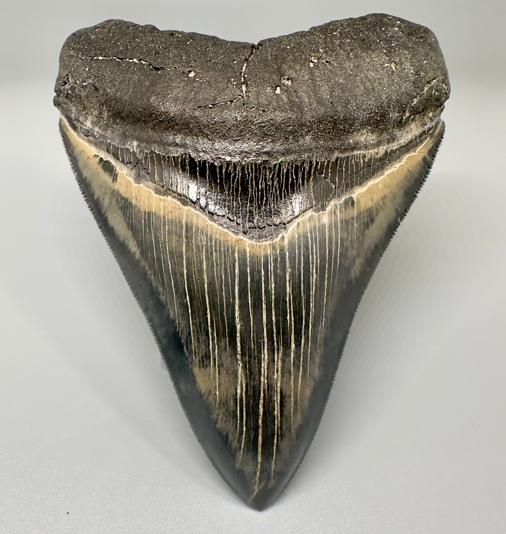 Blue and cream, high quality 4.56" Fossil Megalodon Tooth - South Carolina CM4868 - Front1