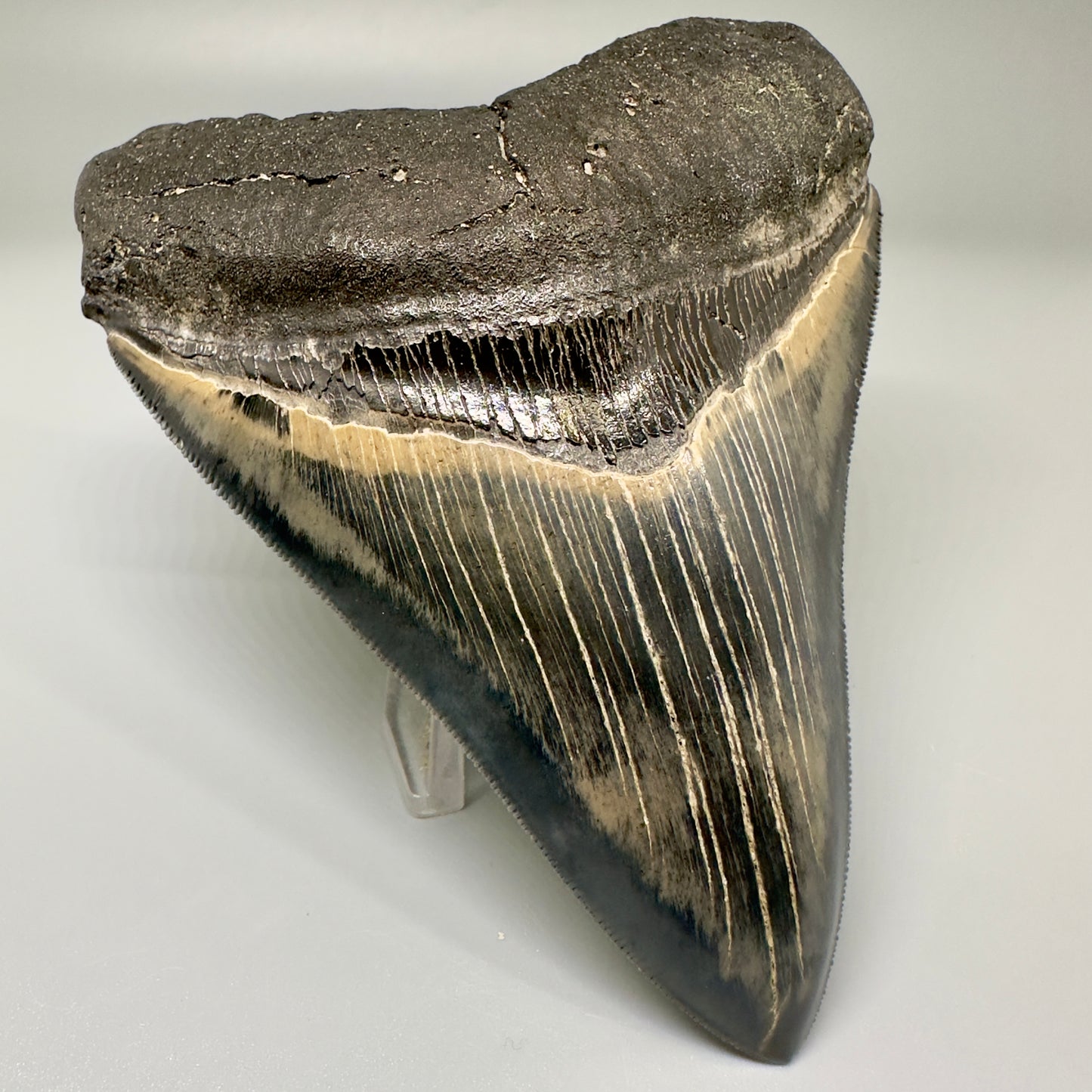 Blue and cream, high quality 4.56" Fossil Megalodon Tooth - South Carolina CM4868 - Front Left