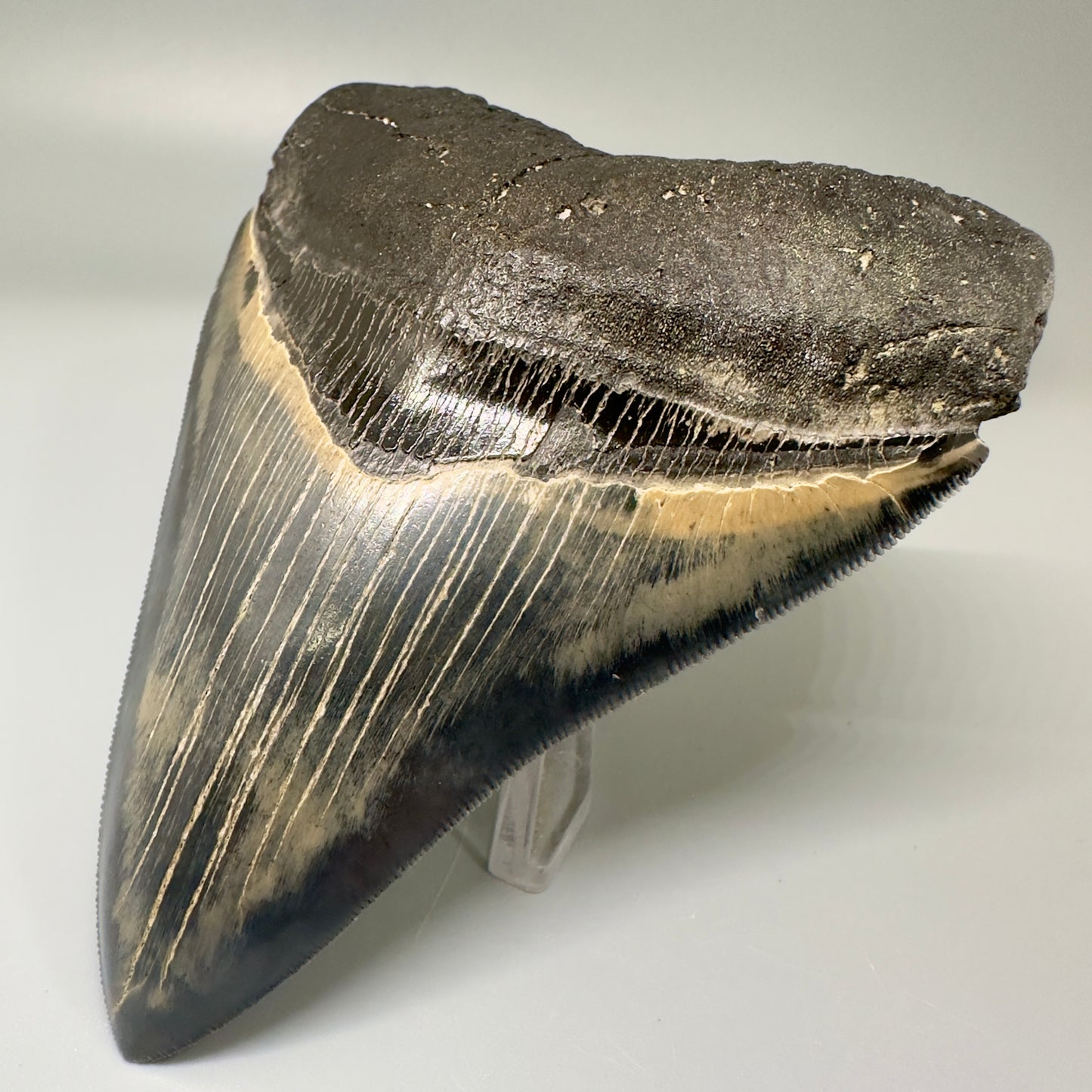 Blue and cream, high quality 4.56" Fossil Megalodon Tooth - South Carolina CM4868 - Front Right