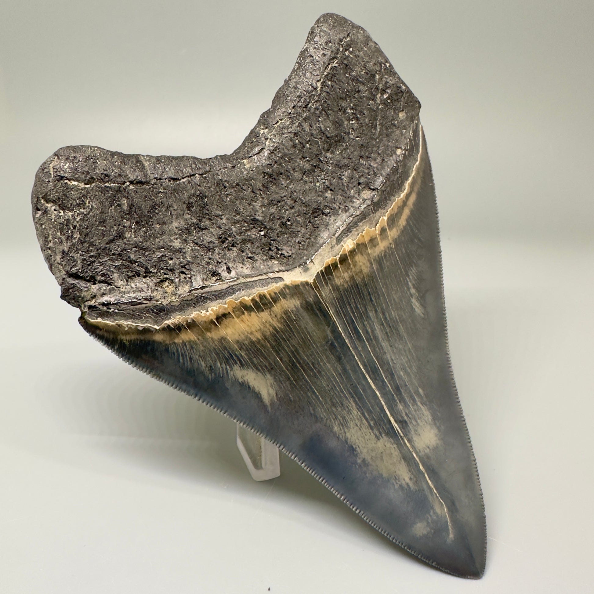 Blue and cream, high quality 4.56" Fossil Megalodon Tooth - South Carolina CM4868 - Back Left