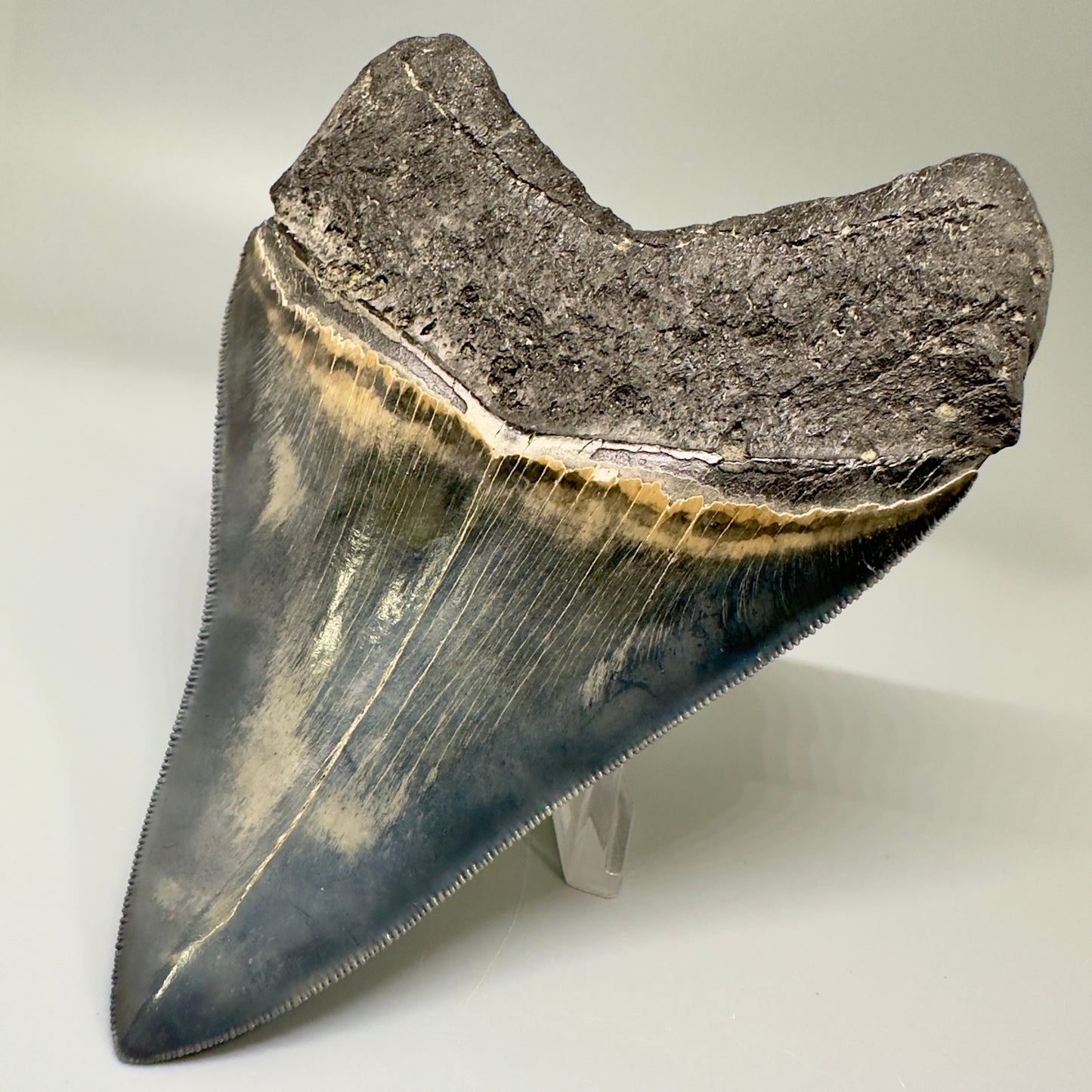 Blue and cream, high quality 4.56" Fossil Megalodon Tooth - South Carolina CM4868 - Back Right