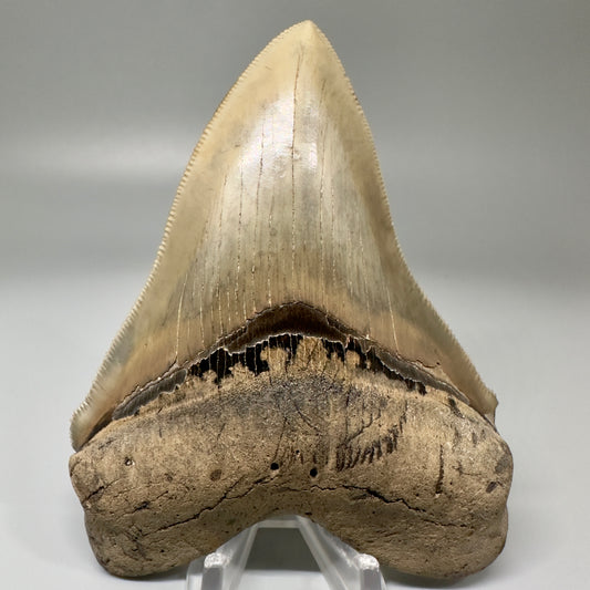 Exquisite 4.36" Chubutensis Tooth from South Carolina CM4859 - Front