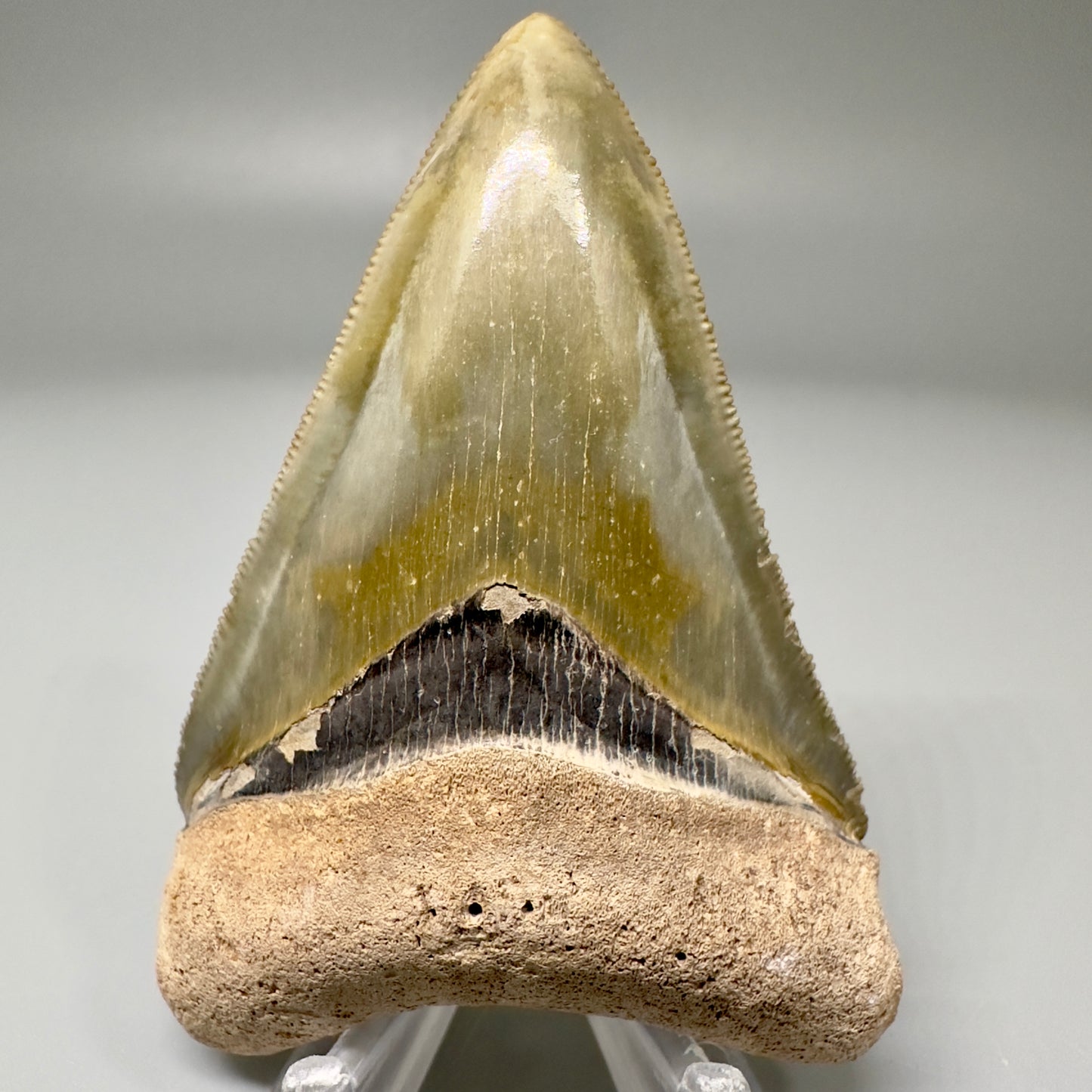 Beautiful 3.06" Fossil Megalodon Tooth: Stunning Colors from Bone Valley, Florida