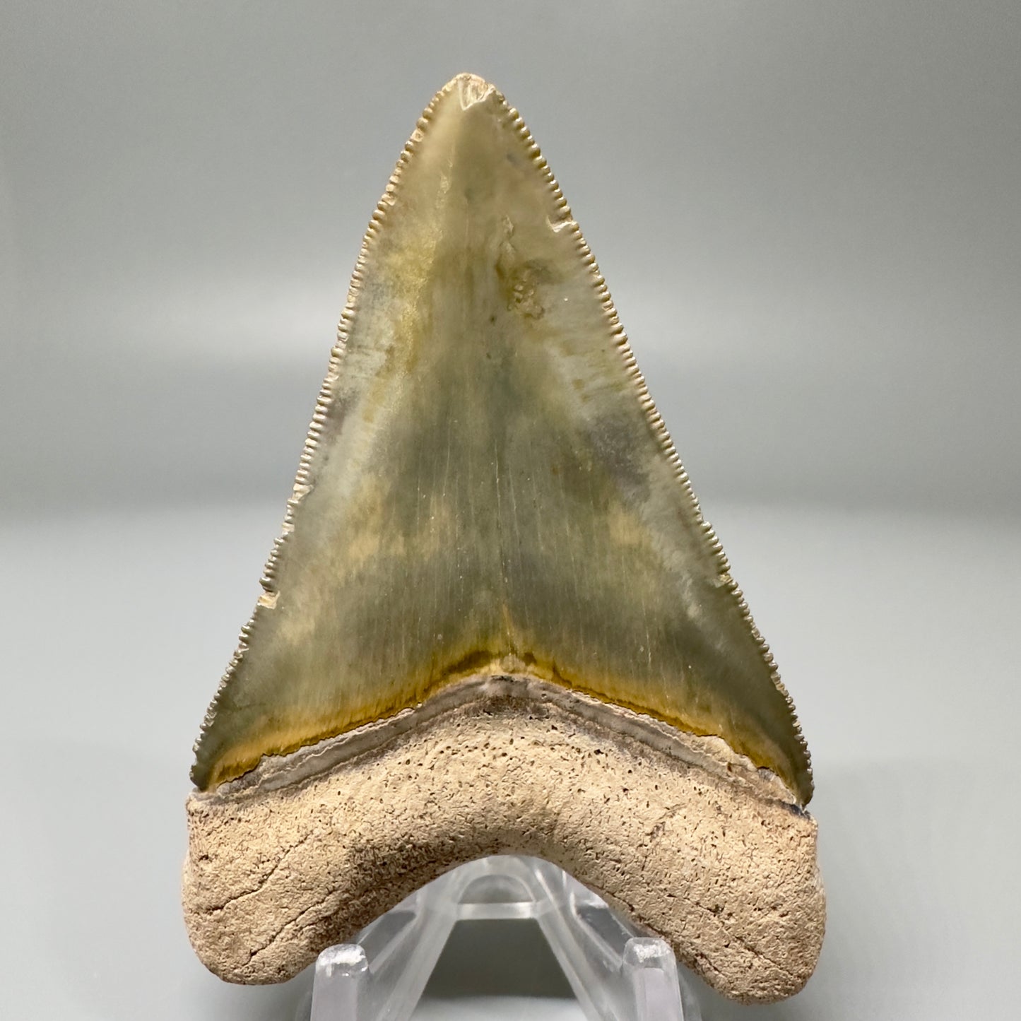 Beautiful 3.06" Fossil Megalodon Tooth: Stunning Colors from Bone Valley, Florida