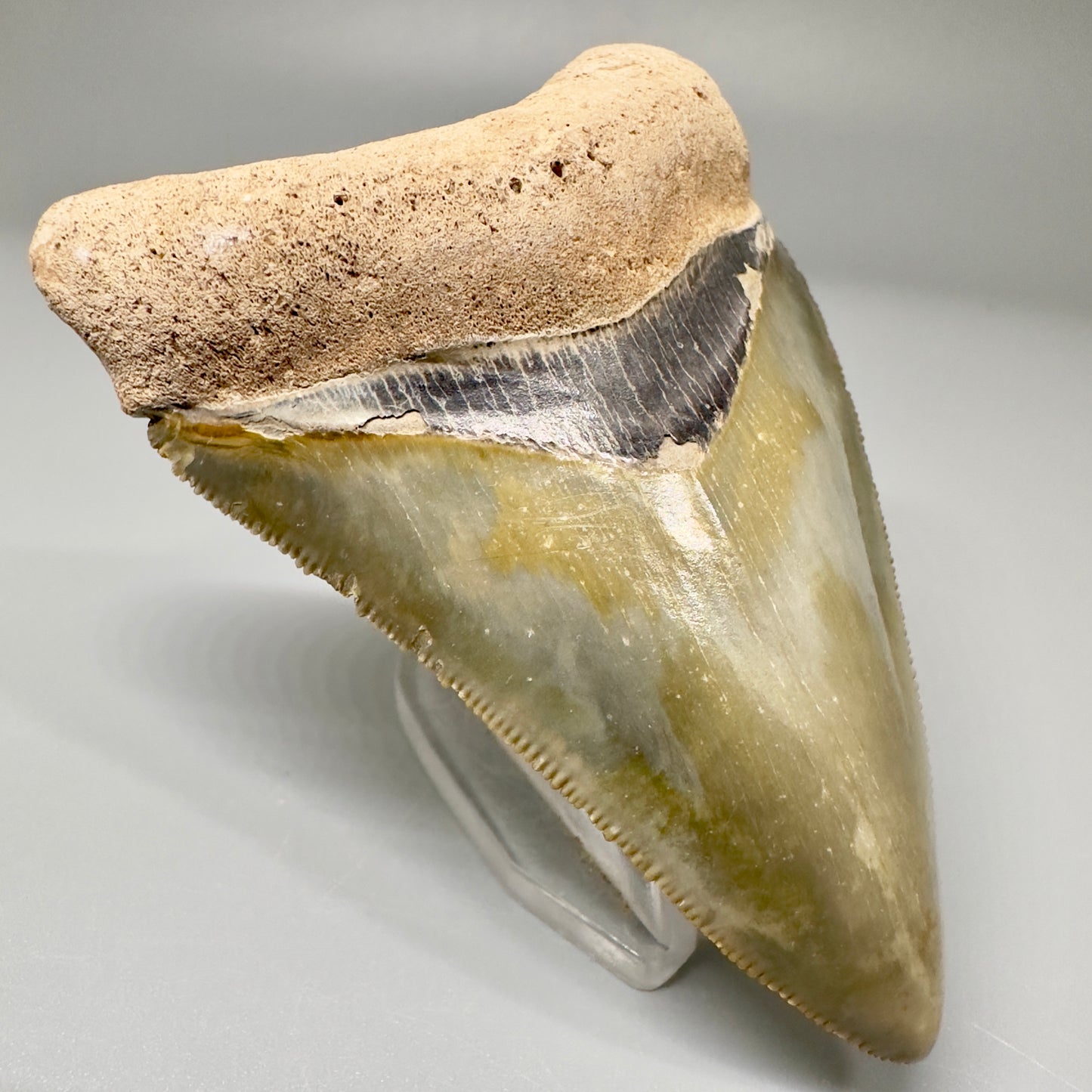 Beautiful 3.06" Fossil Megalodon Tooth: Stunning Colors from Bone Valley, Florida