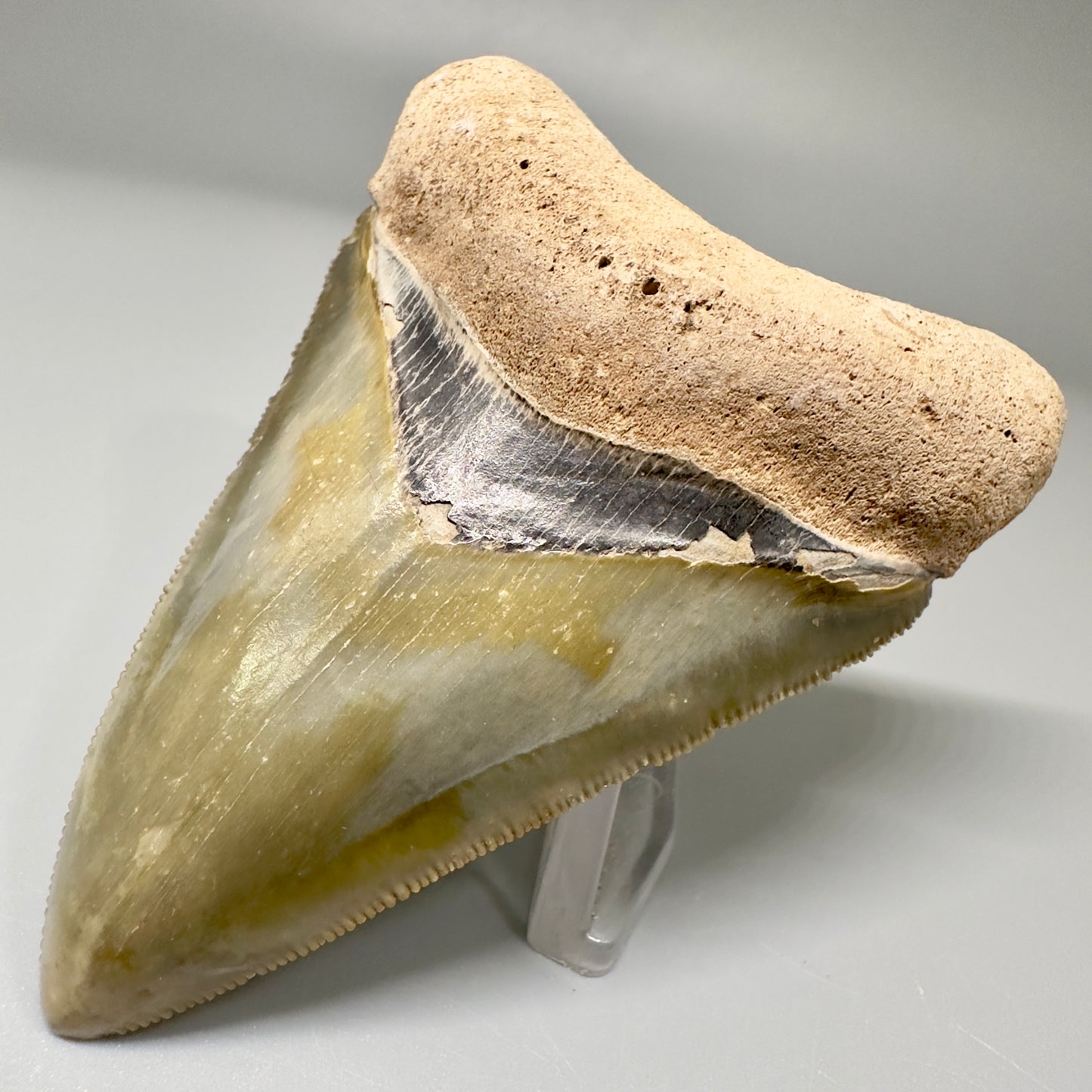 Beautiful 3.06" Fossil Megalodon Tooth: Stunning Colors from Bone Valley, Florida