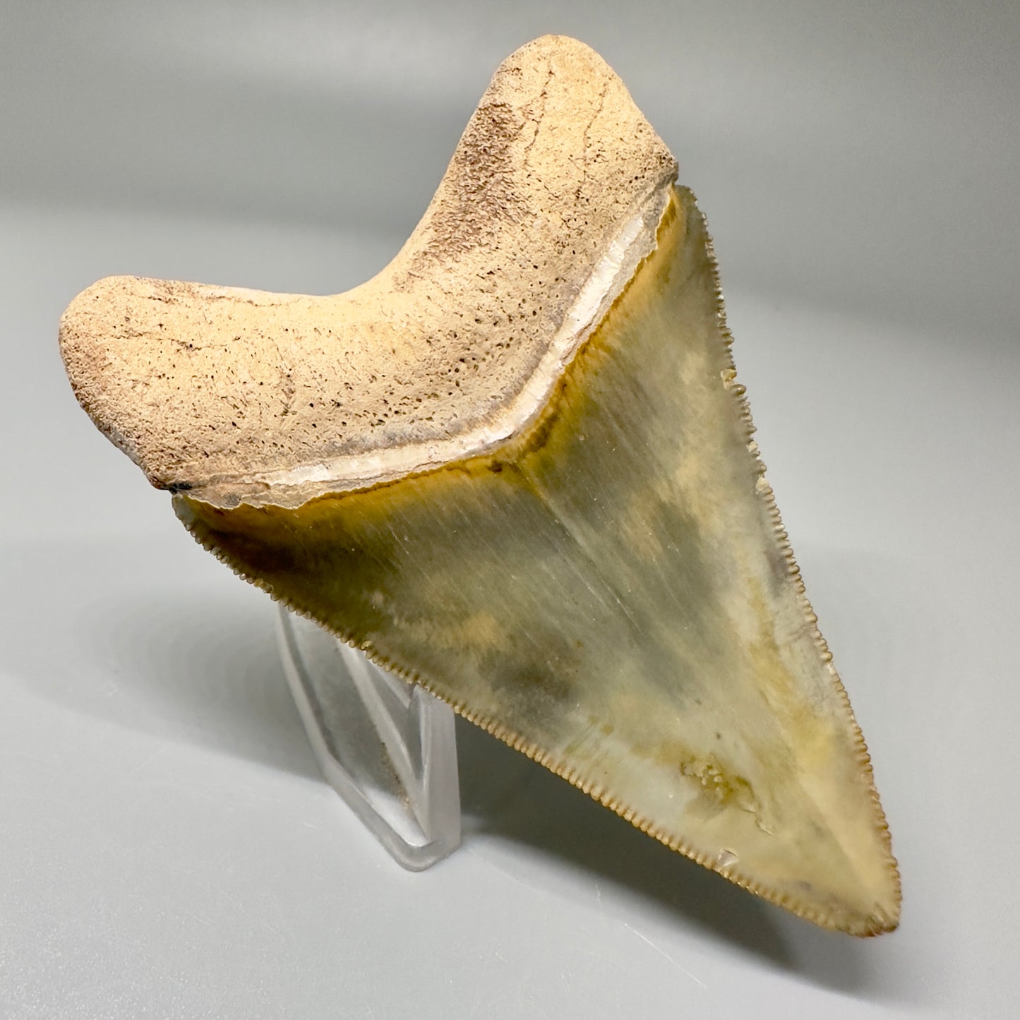 Beautiful 3.06" Fossil Megalodon Tooth: Stunning Colors from Bone Valley, Florida