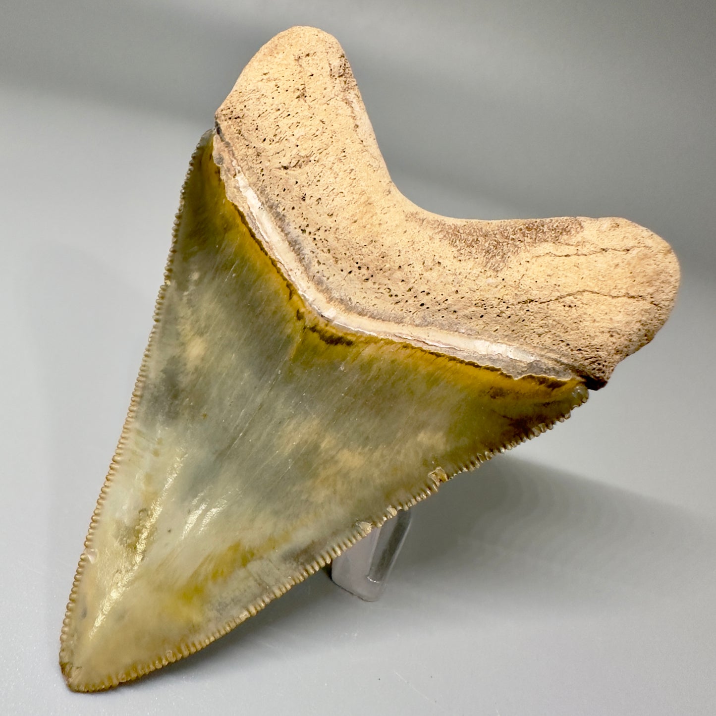 Beautiful 3.06" Fossil Megalodon Tooth: Stunning Colors from Bone Valley, Florida