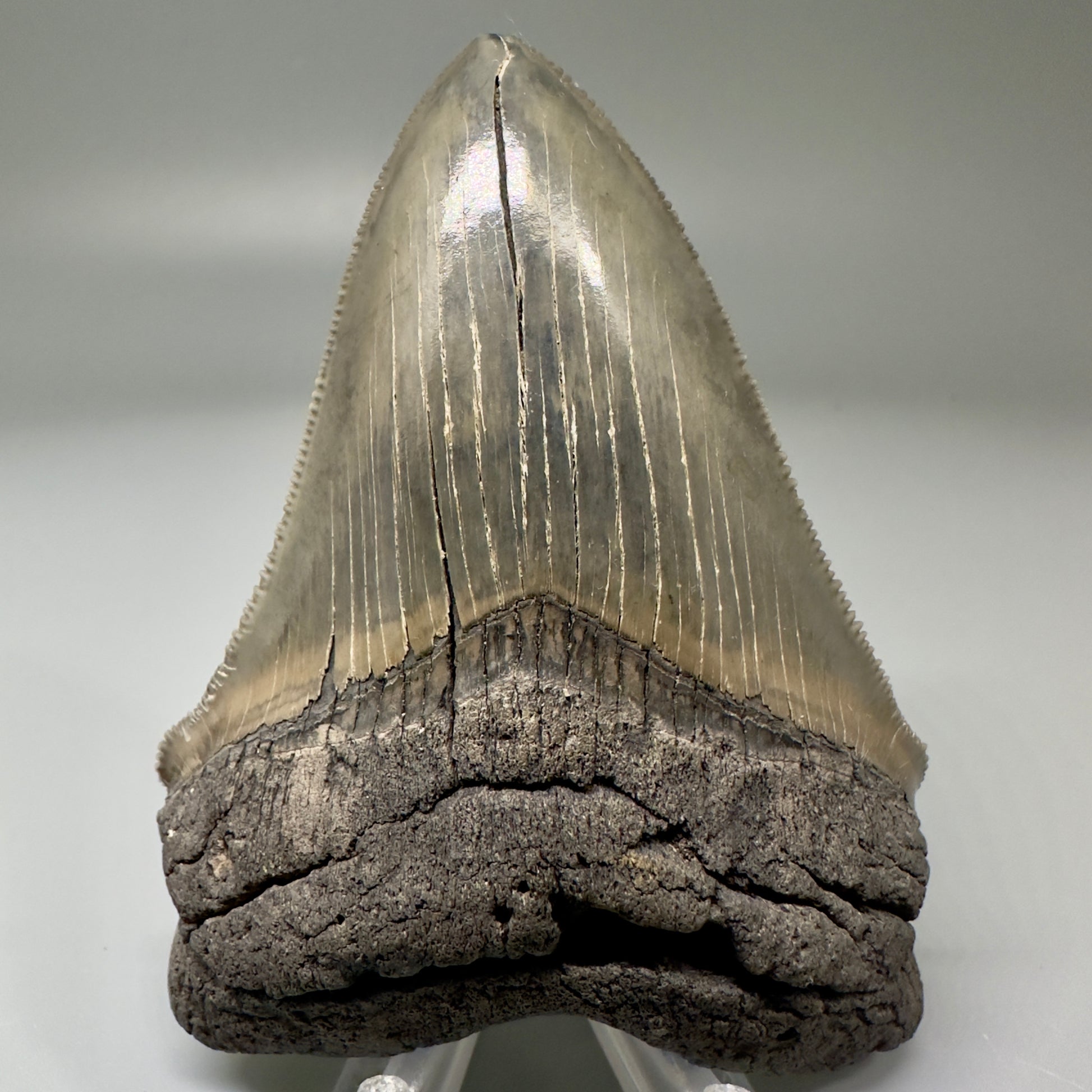 Gorgeous 3.63" Chubutensis Tooth from South Carolina CM4888 - Front