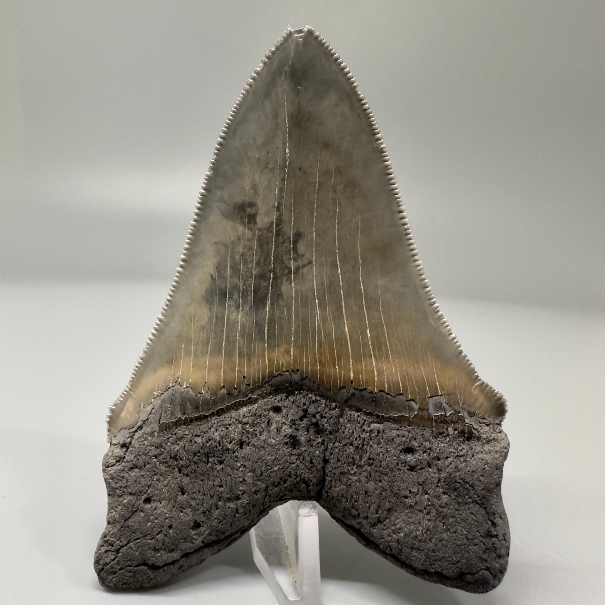 Gorgeous 3.63" Chubutensis Tooth from South Carolina CM4888 - Back 