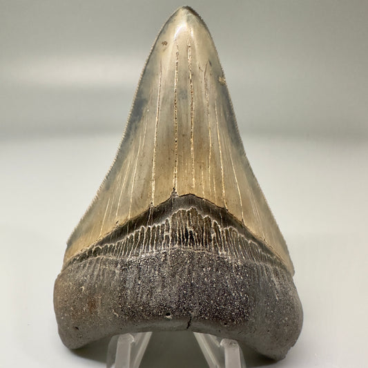 Blue and cream, high quality lower 3.83" Fossil Megalodon Tooth - South Carolina CM4865 - Front