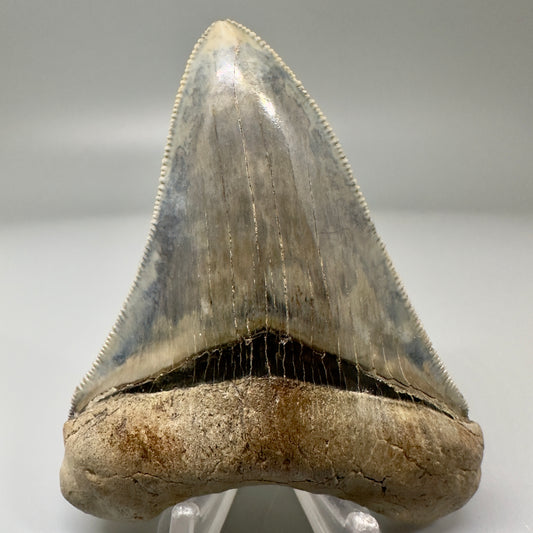 Gorgeous 3.47" Chubutensis Tooth from South Carolina CM4857 - Front