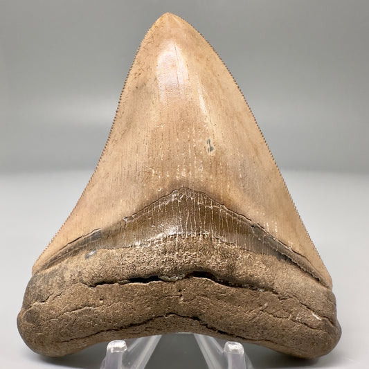 Light Brown 3.70" Sharply Serrated Megalodon Tooth -  Georgia CM4864 - Front 