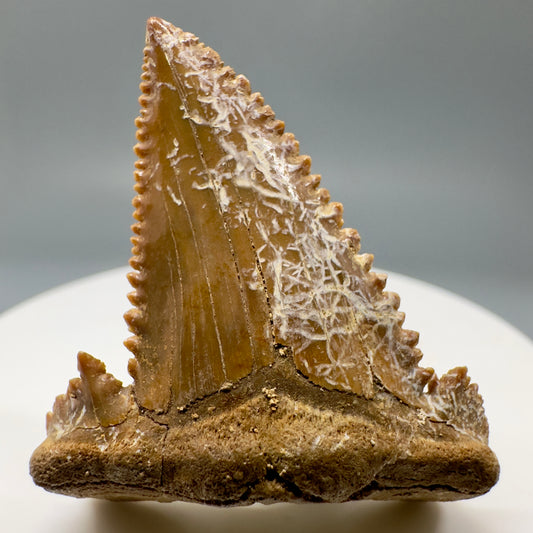 Rare quality 1.62" Fossil Palaeocarcharodon orientalis tooth - Morocco R576 - Front