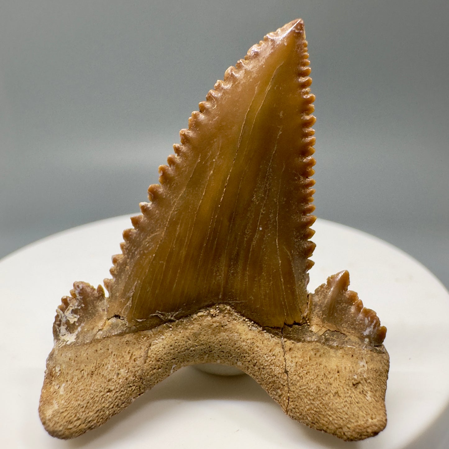 Rare quality 1.62" Fossil Palaeocarcharodon orientalis tooth - Morocco R576 - Back